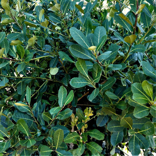 Was ist guter Mate Tee?  Die Qualität des Bio Mate.